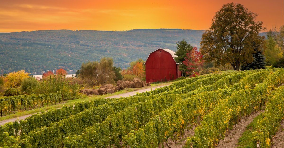 A vineyard at sunset in the fall. A red barn sits among trees at the end of vine rows against a deep orange sky.